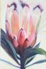 "Pink Protea"