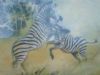 "Zebra Battle for Grazing Land"