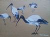 "Sacred Ibis 2"