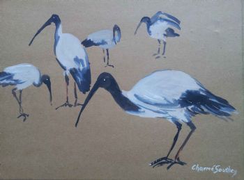 "Sacred Ibis 2"