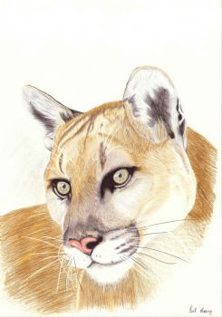 "Mountain Lion"