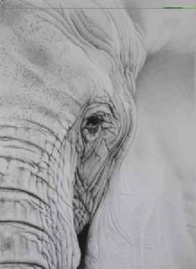 "Elephant Eye"