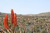 "Aloe Veld"