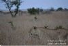 "Kruger National Park Lioness Camouflage 02"