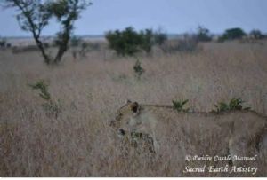 "Kruger National Park Lioness Camouflage 02"