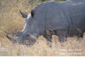 "Kruger National Park_Rhino 02"