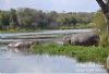 "Kruger National Park Hippo 01"