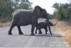 "Kruger National Park_Elephant 02"