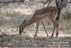 "Kruger National Park_Impala 01"
