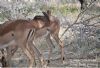 "Kruger National Park_Impala 02"