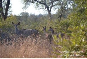 "Kruger National Park - Kudu 01"