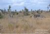 "Kruger National Park Zebra 01"