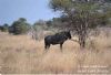 "Kruger National Park - Wildebeest 01"