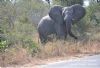 "Kruger National Park - Elephant 01"