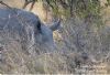 "Kruger National Park_Rhino 05"