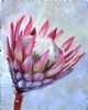 "King Protea 3"