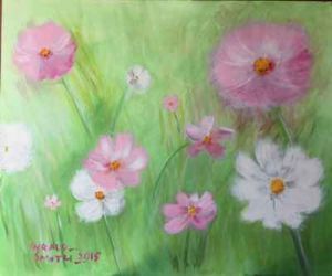 "Pink and White Cosmos Flowers"