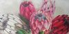"Proteas in bloom"