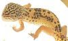 "Leopard Gecko"