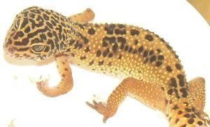 "Leopard Gecko"