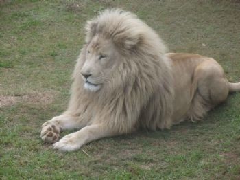 "Male Lion 1"