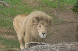 "Male Lion 2"