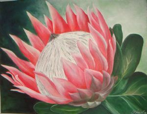 "South African Protea"