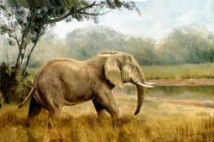 "Addo Elephant"