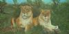 "Lionesses"
