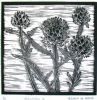 "Artichoke I Black and White"