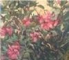 "Bougainvillia"