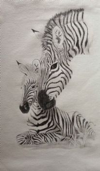 "Zebra"