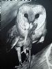 "Owl Hunting"