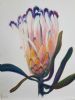 "Protea Glow 2"