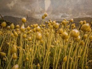 "Sewejaartjie/ Paper Flowers on Table Mountain"
