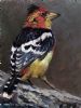 "Crested Barbet"