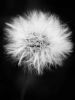 "Dandelion"