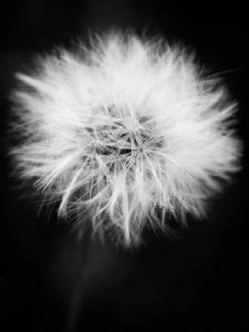 "Dandelion"