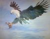 "African Fish Eagle"