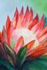 "Protea 1 "
