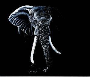 "Elephant in Black and White "