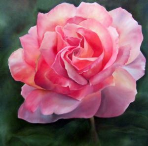 "Pink Rose"