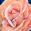 "Peach Rose"