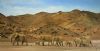 "The Desert Elephants Namibia"