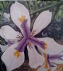"Kempton Irises"