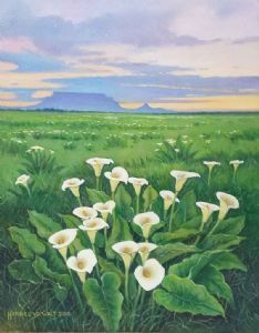 "Arum Lilies with Distant Table Mountain "