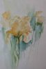 "Iris 1"
