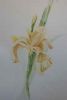 "Iris 3"