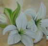 "Lilly's"