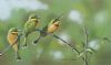 "Little Bee-Eaters"